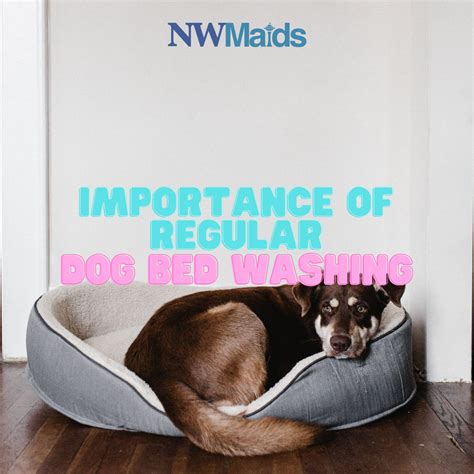 A Complete Guide to Properly Washing Your Dog Bed | NW Maids