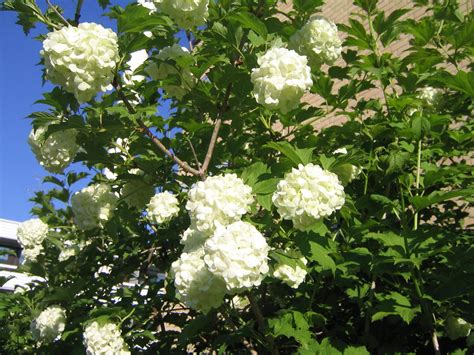 Viburnum opulus Roseum - The Site Gardener