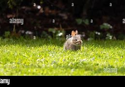 Image result for Wild Baby Rabbits Nest