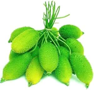 Kakrol (Spiny Gourd) Live Plant Bulb – High Germination Vegetable Bulb ...