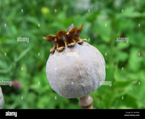 Seed_dispersal hi-res stock photography and images - Alamy