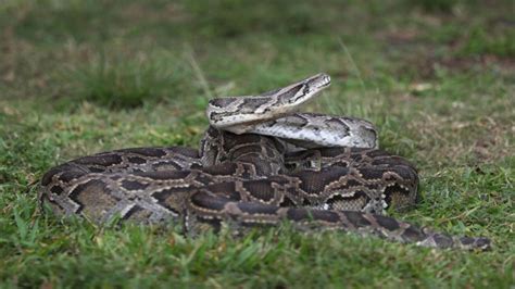 Image result for Newest Python Attack Lion Clips