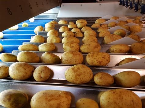 Image result for Potato Sorting Machine