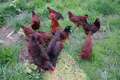 Rhode Island Red – Chick'n'Eggs