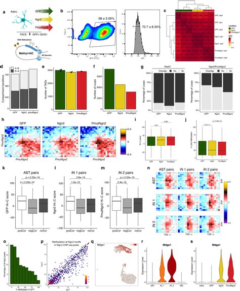 Image result for Astrocyte Neuron Reprogramming
