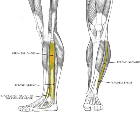 Left leg, lateral (left) and anterior (right) views