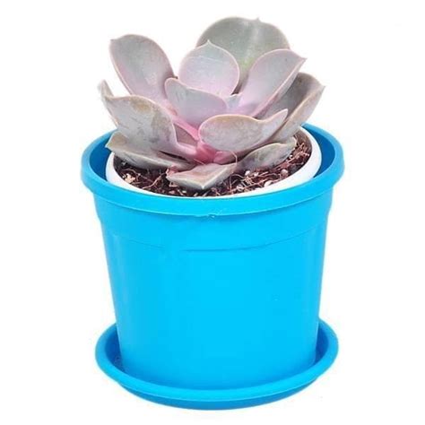 Buy Echeveria Perle Von Nurnberg - Succulent Plant online from ...