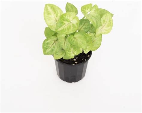 Syngonium Yellow | Syngonium podophyllum| Rare Houseplants | Natural ...