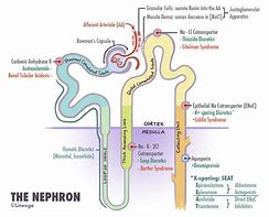 Image result for nePhrons