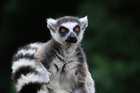 Madagascar Lemurs