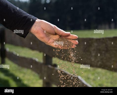 gardeners hand is sowing fertilizer. Important steps to take care of ...