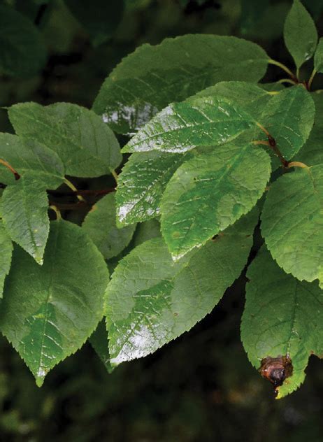 Chokecherry Tree MI 的图像结果