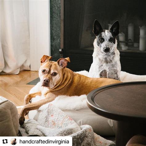 The Truth Behind Seven Common Dog Myths – Animals Matter, Inc.
