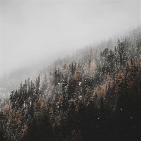 Download wallpaper 2780x2780 forest, trees, conifer, snowfall, snow ...