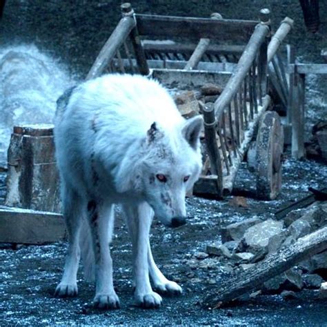 《冰與火之歌》第8季最讓人心疼的角色是Ghost白靈！盤點那些「還活著的冰原狼」到底都去哪了？