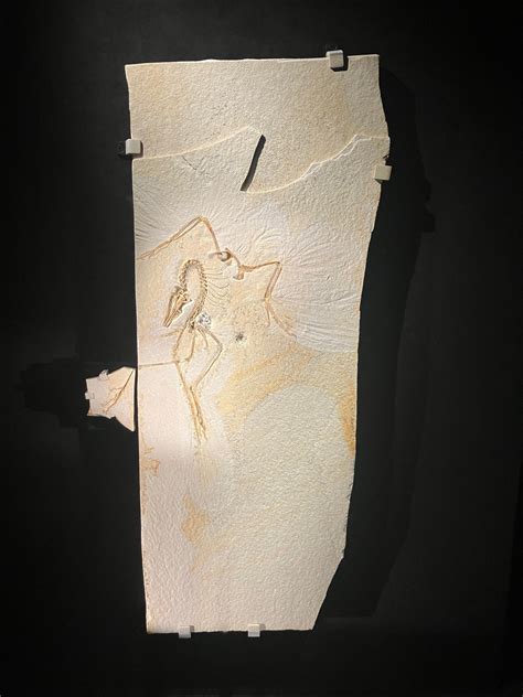 Extinct 的图像结果