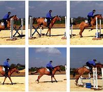 Image result for Gymnastic Exercises for Horses