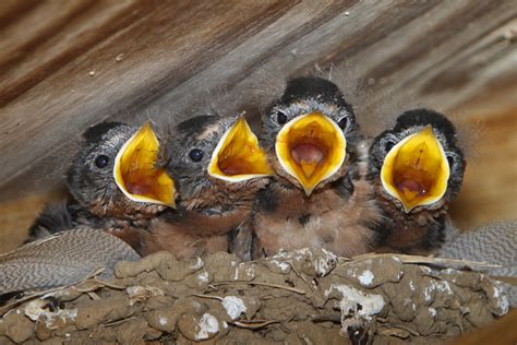 フリー写真素材|動物|鳥類|ツバメ科|ツバメ|雛・ヒナ|口を開ける|画像素材なら！無料・フリー写真素材のフリーフォト