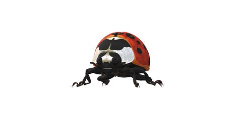 Image result for Ladybug No Background