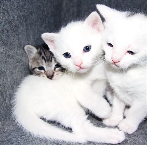 Super süße Britisch Kurzhaar Mix Kitten in groß zimmern | Tiere ...