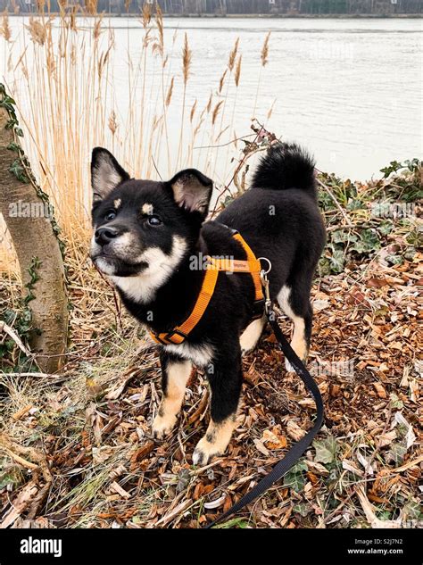 Tan shiba inu hi-res stock photography and images - Alamy