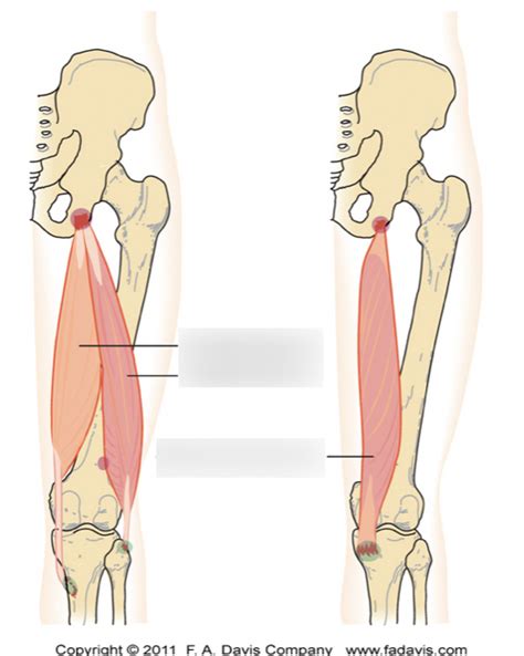 hamstring muscles Diagram | Quizlet