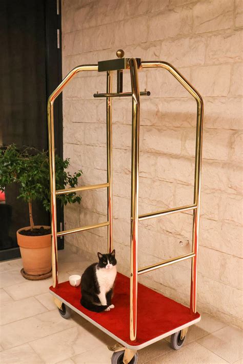 10 Best Cat-Friendly Hotels Around The World: MEOW