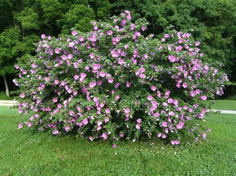Best 13 Rose of sharon – Artofit