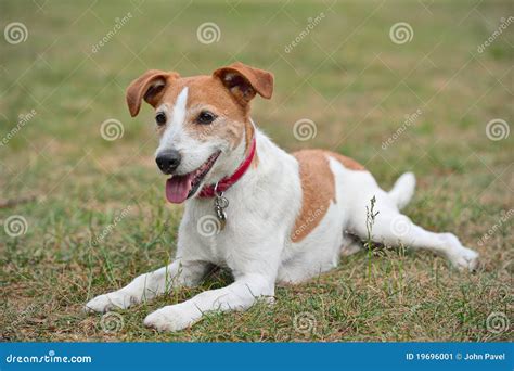 Parson Jack Russell Terrier Resting on the Grass Stock Image - Image of ...