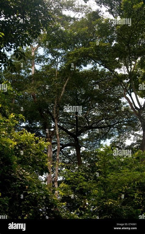 Tree Canopy 的图像结果