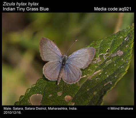 Zizula hylax | Butterfly