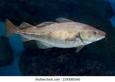 Image result for Cod Switch HTML