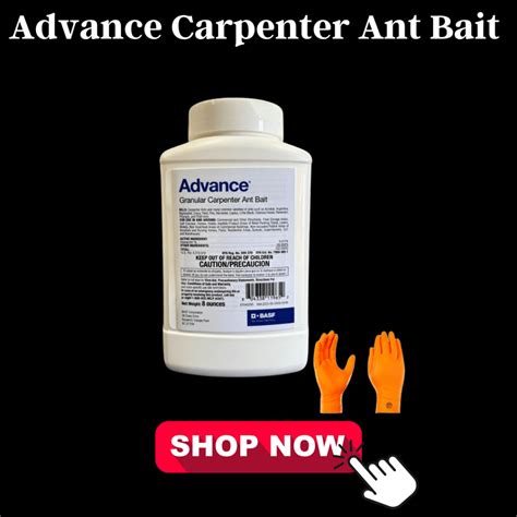 7 Proven Carpenter Ant Killers That Will Save Your Home