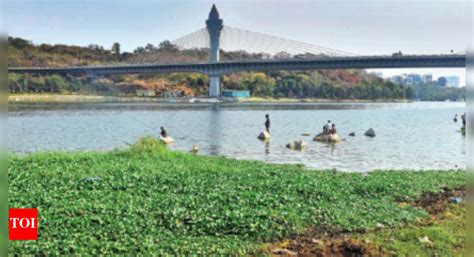 Toxic Threat To Durgam Cheruvu’s Ecosystem | Bengaluru News - The Times ...