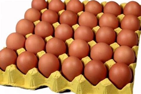 今日蛋价-2018年5月24日山东及主销区鸡蛋价格最新行情播报