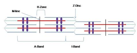 Image result for Muscle Fiber Z-Line