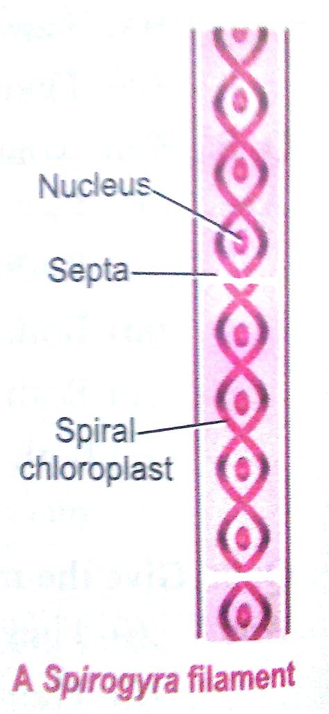 Subjects | Study Isle