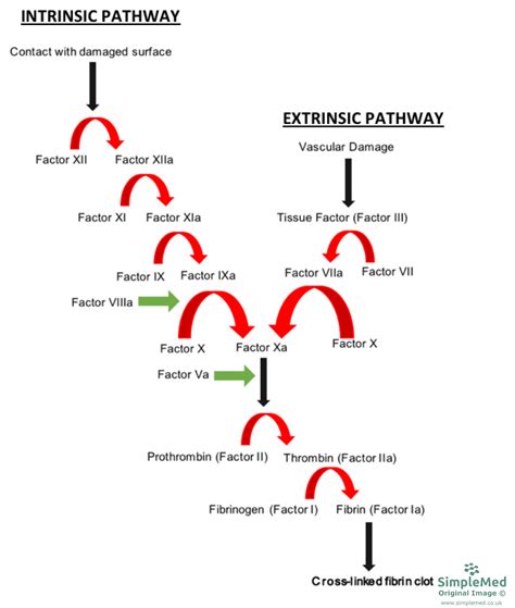 5. Enzymes and Regulation of Protein Function - SimpleMed - Learning ...