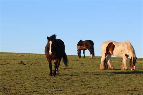 What Is A Group Of Horses Called? | Strathorn Farm Stables