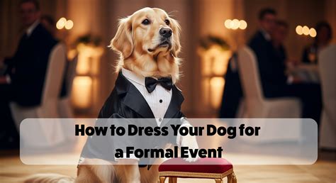How to Dress Your Dog for a Formal Event – Pawgy Pets