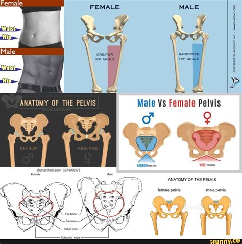Male Vs Female Hips: Anatomy, Shape, And Health Differences