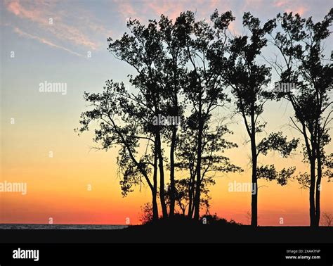 The sunset silhouettes of trees against ocean backdrop. Presque Isle State Park, Pennsylvania ...