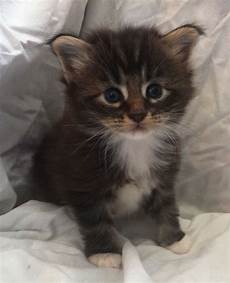 kitten for sale pedigree maine coon kittens for sale ulverston kitten for sale pedigree maine coon kittens for sale ulverston