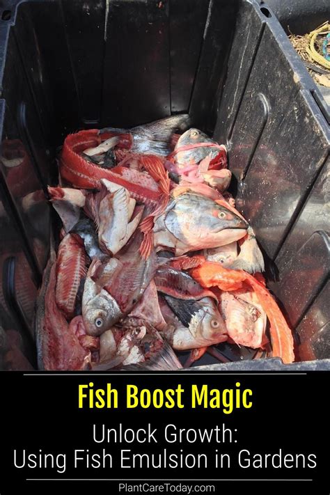 Best 13 What Is Fish Emulsion Fertilizer, HOW TO To Use It In The Garden? – Artofit