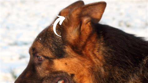 German Shepherd Ear Chart & Position Meanings (+ Ear Stages)