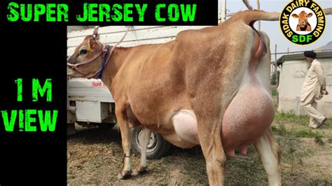 Extraordinary Jersey cow for Show, ਦੇਖੋ ਵੱਡੇ ਹਵਾਨੇ ਦੀ ਜਰਸੀ ਗਾਂ - YouTube