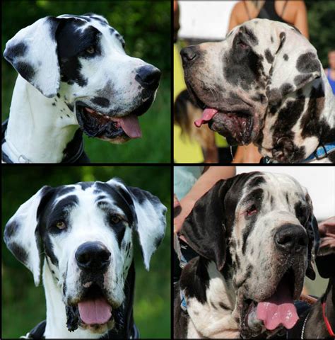 American Great Dane Vs European Great Dane