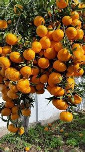 Cloud Farm Orange Plant Price in India - Buy Cloud Farm Orange Plant ...