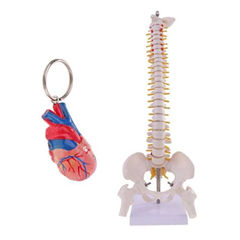 Buy MagiDeal Portable Mini 45cm Vertebral Column Human Spine with ...