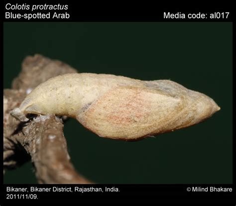 Colotis protractus | Butterfly